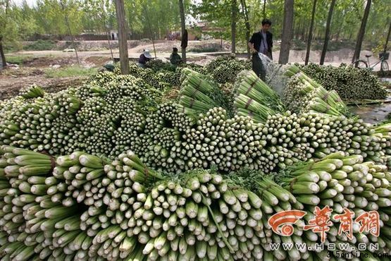 卷心菜价格低至8分钱一斤 山东菜农绝望自杀