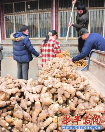 青岛姜批发价每公斤7元产地保鲜窖十库九空