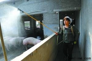 国务院派员督察瘦肉精 河南沁阳清查被指走过场