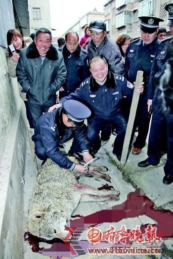 山东枣庄野狼频伤人 数百警察围捕