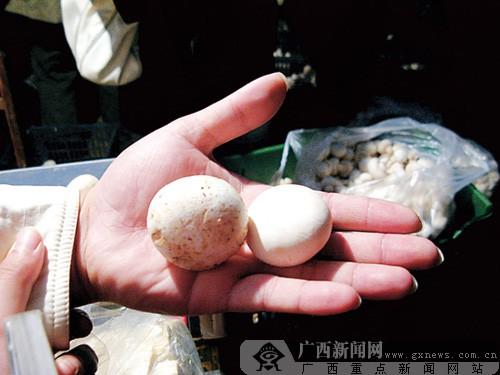 资料图片:白蘑菇与普通蘑菇对比。广西新闻网记者 雷倩倩 摄 资料图片:白蘑菇与普通蘑菇对比。广西新闻网记者 雷倩倩 摄