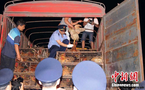 重庆查获千只被灌矿石粉活鸡每只被灌约半斤