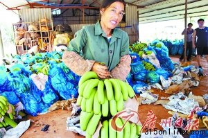 点图查看下一页 海南香蕉跌至2毛一斤贱过白菜农户用香蕉喂猪(4)