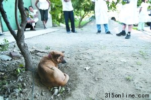 北京顺义村庄家狗遭蜱虫叮咬将对相关区域消杀