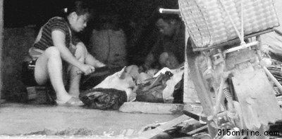 暗访私宰肉怎样流向餐桌:病死猪夹杂其中(图)