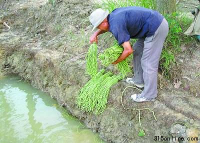 安徽省合肥市包河区一处蔬菜种植地前,菜农王明城将从自家地里收上来的豆角放在旁边的河里洗刷(7月21日摄)。