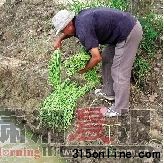合肥市包河区一蔬菜种植地前,菜农王明城在河边洗豆角。图/新华社 合肥市包河区一蔬菜种植地前,菜农王明城在河边洗豆角。图/新华社