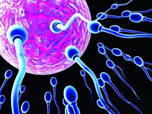 科学家研制人造精子解决男性不育仍有诸多困难