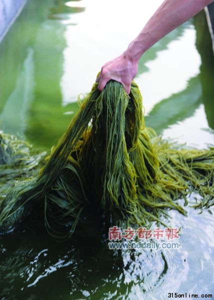 今年4月21日,祥明公司制假被查,记者现场看到,用墨水、柠檬黄、果绿等配料调合后,白色粉条被染色成假的番薯粉。 南都记者 吴进 摄