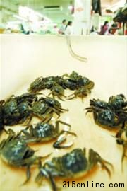 每只大闸蟹从养殖到上市,中间到底藏着多少秘密?晨报记者杨眉摄(资料图片)