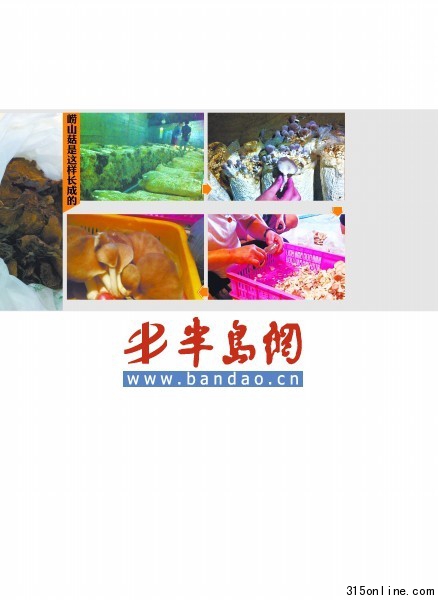 市场售崂山菇多数造假个别商贩用硫黄和漂白粉