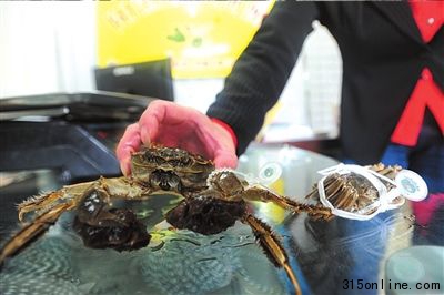 假阳澄湖大闸蟹(右)与真品(左)戴着外观相同的防伪戒指,让消费者很难分辨。 假阳澄湖大闸蟹(右)与真品(左)戴着外观相同的防伪戒指,让消费者很难分辨。