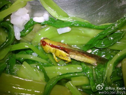 网友“Roy_Kwok(微博)”在微博上再爆广工饭堂吃出蝗虫。