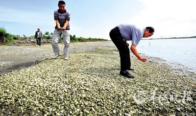 广东近海生态破坏严重多种海产品重金属超标