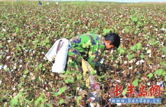 潍坊市滨海区报庄子村的徐俊营在地里采摘棉花。