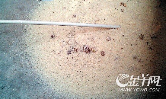 刘小姐所买的大米,有许多类似粪便的物体。新快报记者 叶毅贤/摄