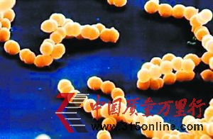 金黄色葡萄球菌是人类的一种重要病原菌,属于葡萄球菌属,可引起多种严重感染,有“嗜肉菌”的别称。该菌是人类化脓感染中最常见病原菌,可引起局部化脓感染,也可引起肺炎等疾病,甚至败血症、脓毒症等全身感染。(