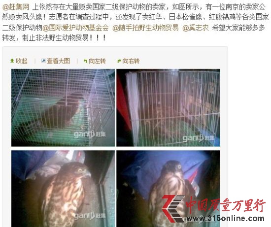 有网友在网上发微博称,赶集网上存在贩卖国家二级保护动物的卖家。图片来源:新浪微博