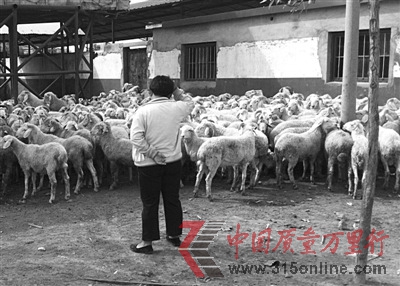 瘦肉精现身山东“肉羊第一镇”检测存执法不严