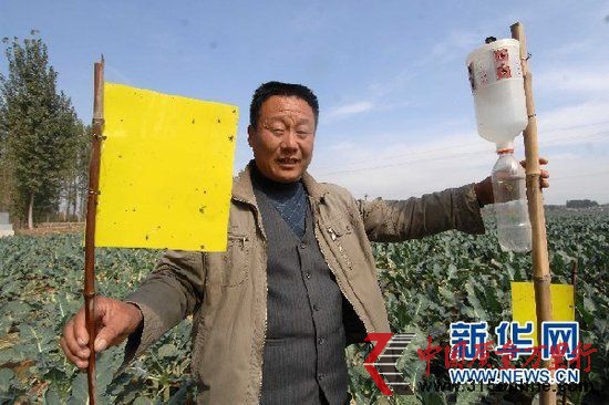 山东省肥城市边院镇济河堂村有机菜园里,一位农民在向记者展示用于防治害虫的黄板和性诱剂诱虫等生物技术工具。新华记者郭绪雷摄