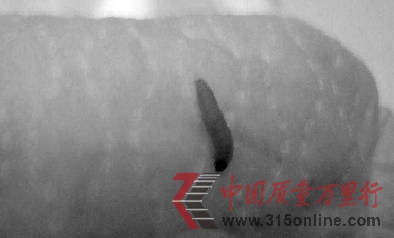 记者拍摄尿不湿上的幼虫