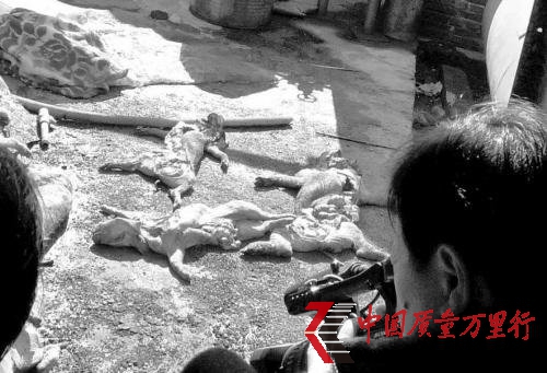 被假药害死的猪 被假药害死的猪
