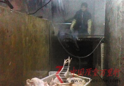通州金晖养鸡场屠宰场,工人正用水管给身前池子里的乌鸡注水。