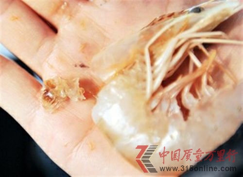 图为记者从天津市场上购买的“注胶虾”头部挤出胶状透明物质。 新华社发