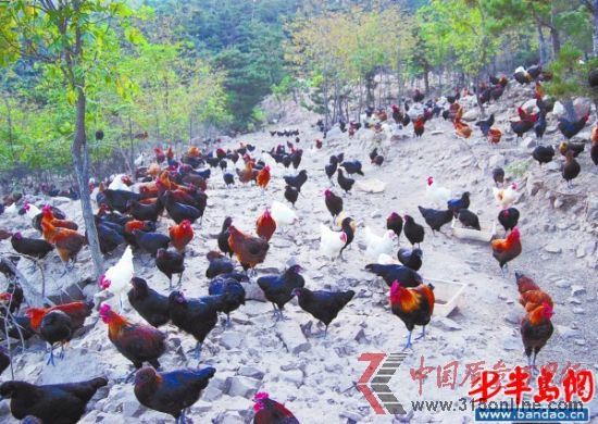 大山的鸡全部散养在山上。(大山提供) 大山的鸡全部散养在山上。(大山提供)