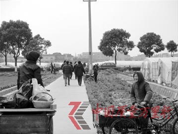 农户在路边招揽市民前往大棚采草莓 农户在路边招揽市民前往大棚采草莓