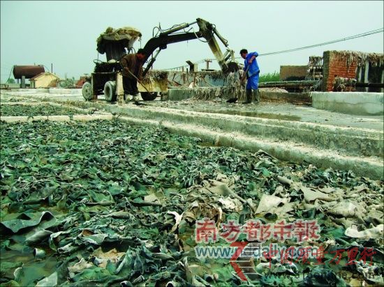 成堆垃圾般的皮革废料通常要在池子里泡上三五天,这是制作明胶的第一步。 成堆垃圾般的皮革废料通常要在池子里泡上三五天,这是制作明胶的第一步。