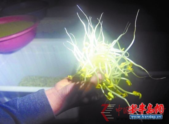加了料的豆芽,又白又嫩还没根。 加了料的豆芽,又白又嫩还没根。