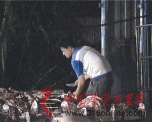 私宰点工人正在忙着宰杀生猪。 私宰点工人正在忙着宰杀生猪。