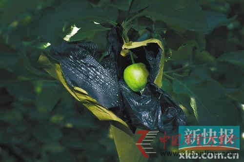 山东烟台大量红富士苹果就是这样套着药袋长大的。CFP供图