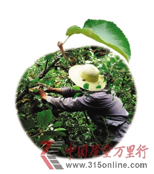 在招远S304省道边的一片苹果园里,果农正在给苹果套药袋。 新华社发 在招远S304省道边的一片苹果园里,果农正在给苹果套药袋。 新华社发
