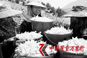 我国最大的黄栀子种植基地——福建省福鼎市贯岭镇栀子花全面盛开