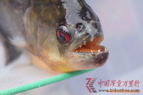 每条悬赏千元(图)_其他_中国质量万里行