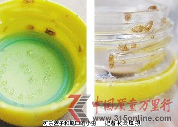 可乐盖子和瓶口的小虫 记者柯云峰摄