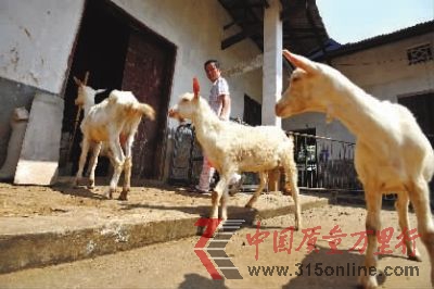 7月29日上午,长沙县黄花镇,韦星雨的5只羊在乡下避暑。记者 田超 摄