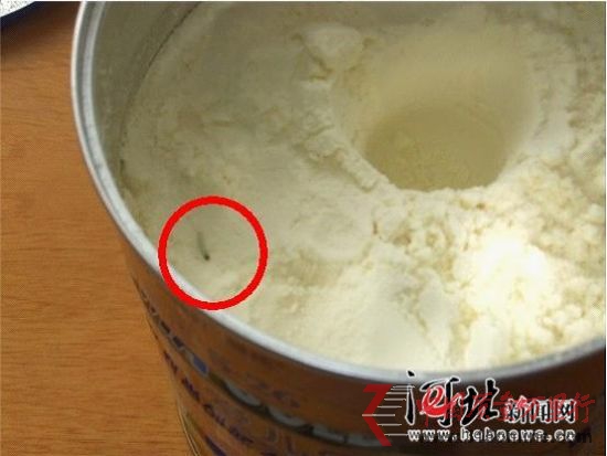 惠氏奶粉中的活虫 惠氏奶粉中的活虫