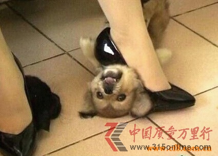 墨镜女用高跟鞋将小狗活活踩死 虐狗引发公愤