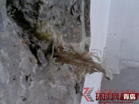 青岛万科城墙体露出的编织袋垃圾 青岛万科城墙体露出的编织袋垃圾