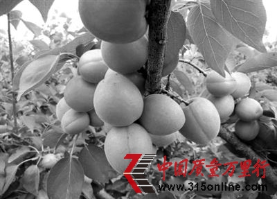杏树 杏树