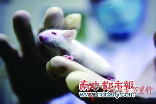 超适应症用药屡禁不止试药者成小白鼠