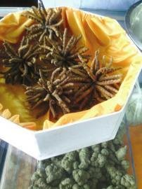 虫草价格10年翻28倍 价格走高或受游资影响