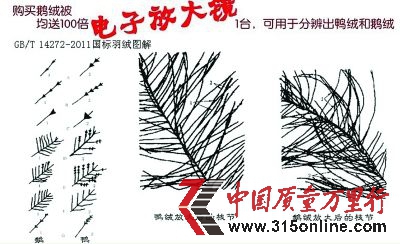 鸭绒有短梗,绒毛短,有点像高粱穗(大图为显微镜下的鸭绒)