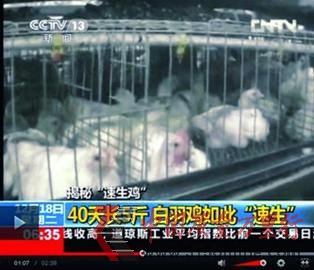 □24小时采食不止,鸡棚严重超载,导致“速生鸡”处于亚健康状态。 央视截图